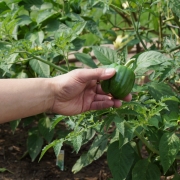 Male client's hand holding green pepper in residential garden